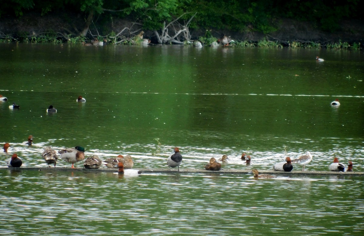 Улаан хүзүүт шумбуур - ML619820538