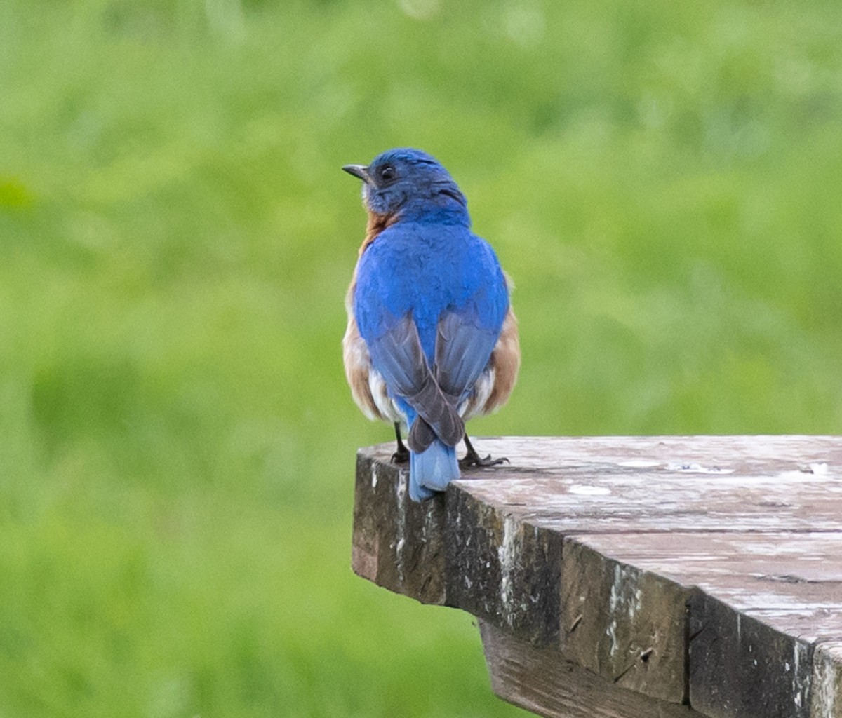 Eastern Bluebird - ML619820540