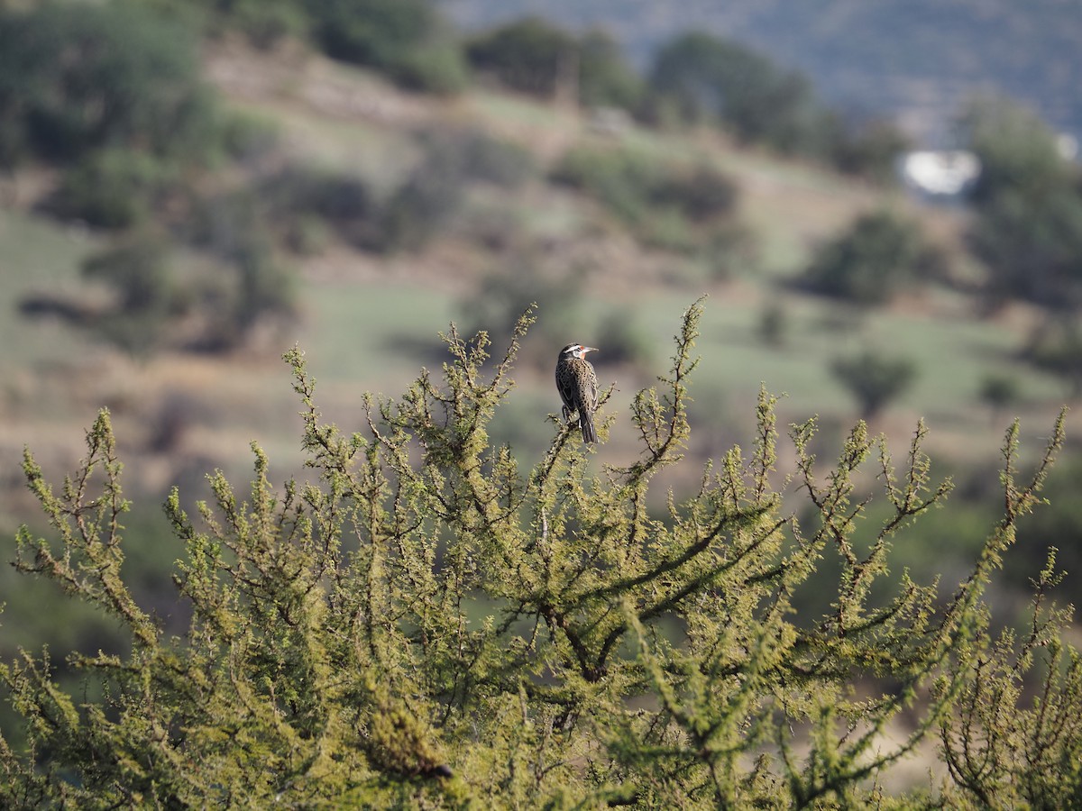 Long-tailed Meadowlark - ML619820552