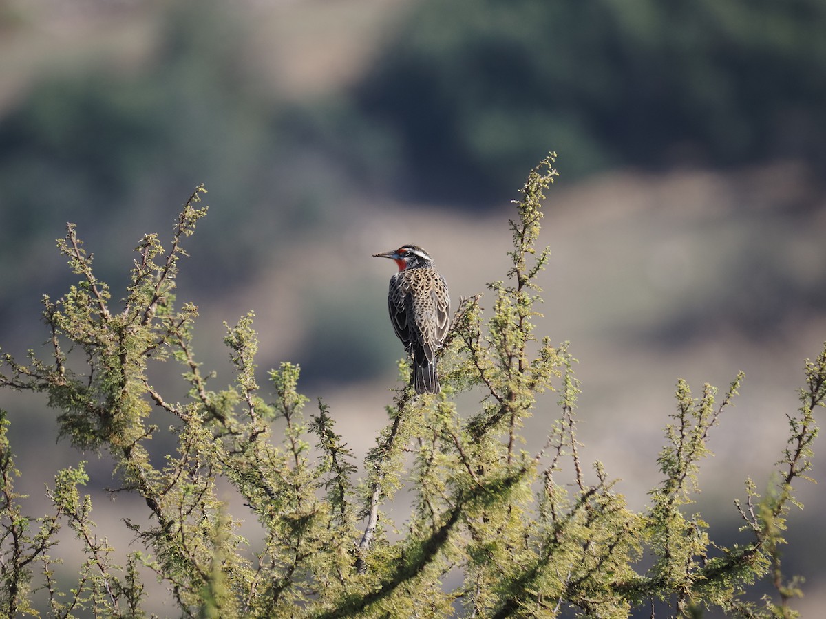 Long-tailed Meadowlark - ML619820554