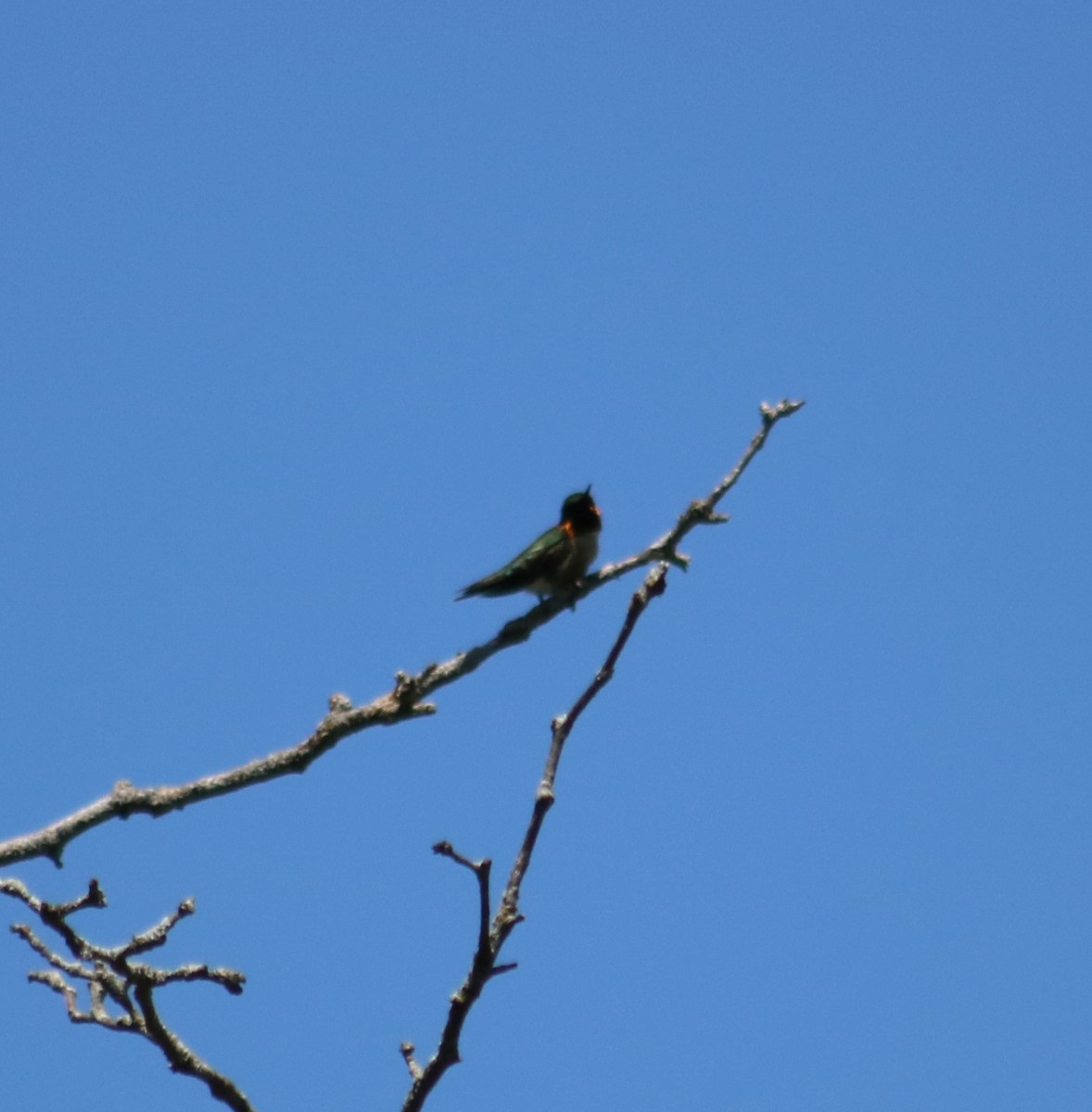 Yakut Boğazlı Kolibri - ML619820563