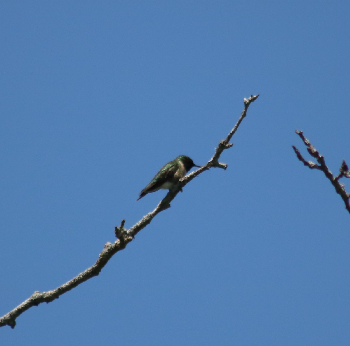 Yakut Boğazlı Kolibri - ML619820564