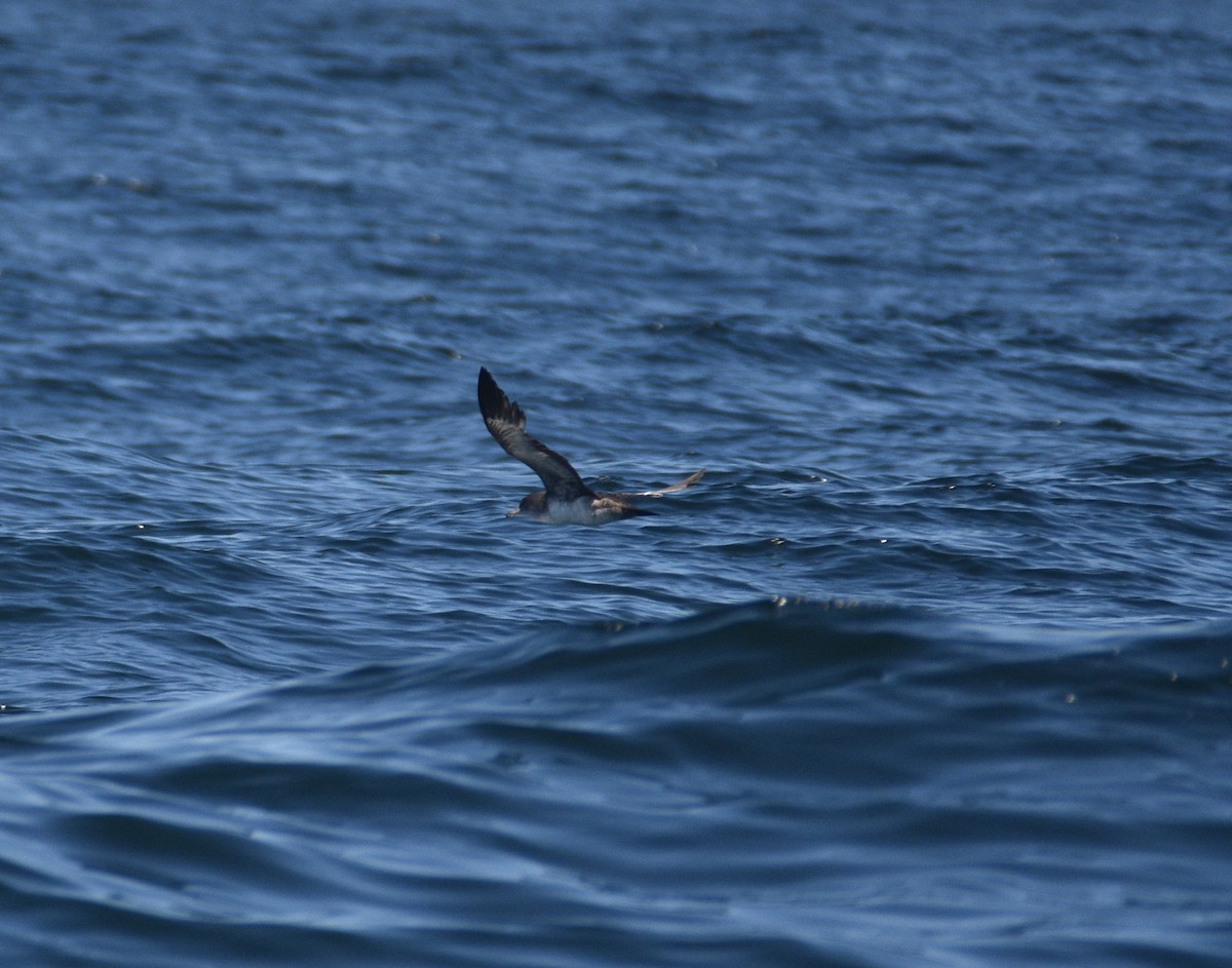 Pink-footed Shearwater - ML619820568