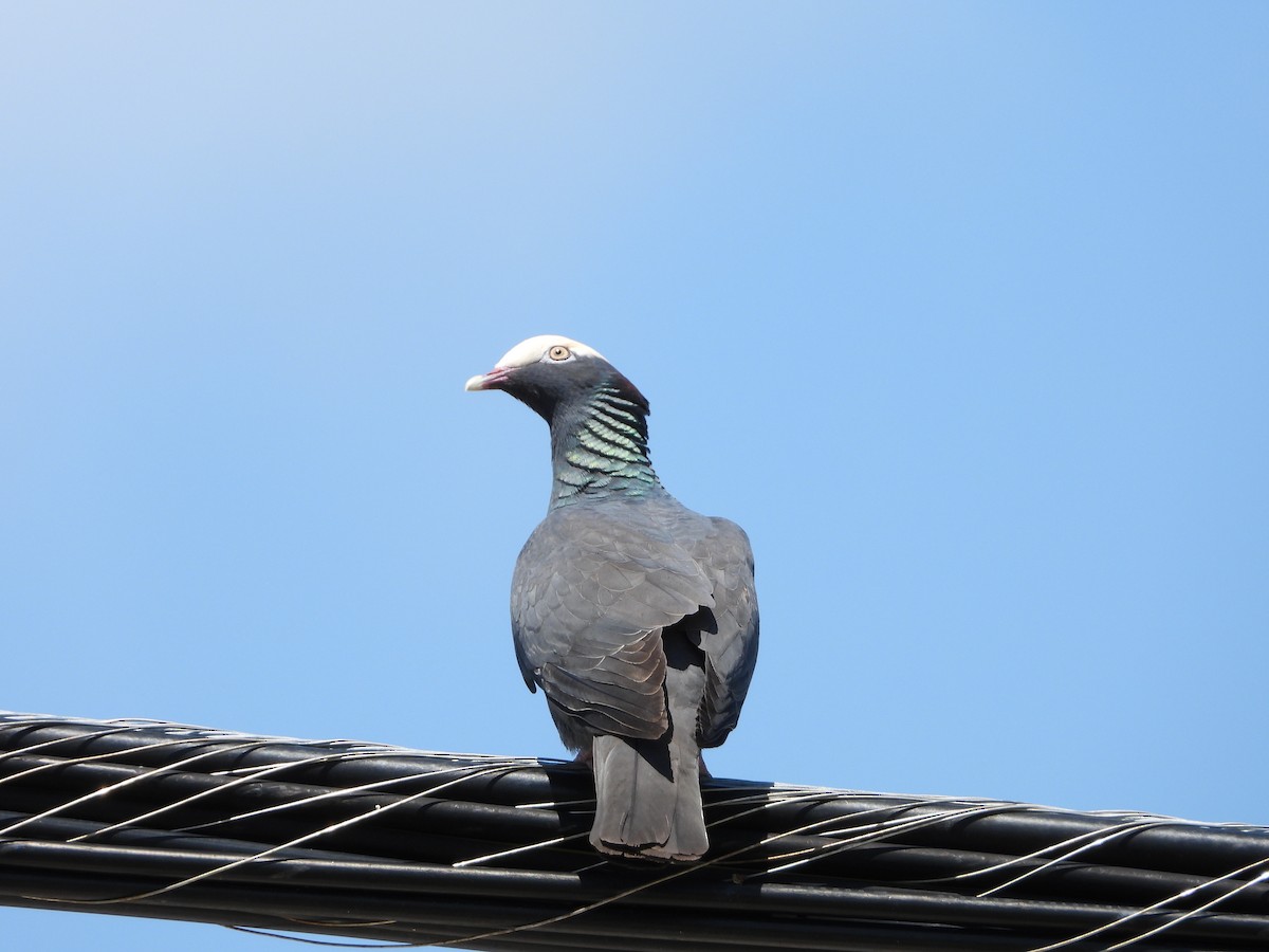 Pigeon à couronne blanche - ML619820573