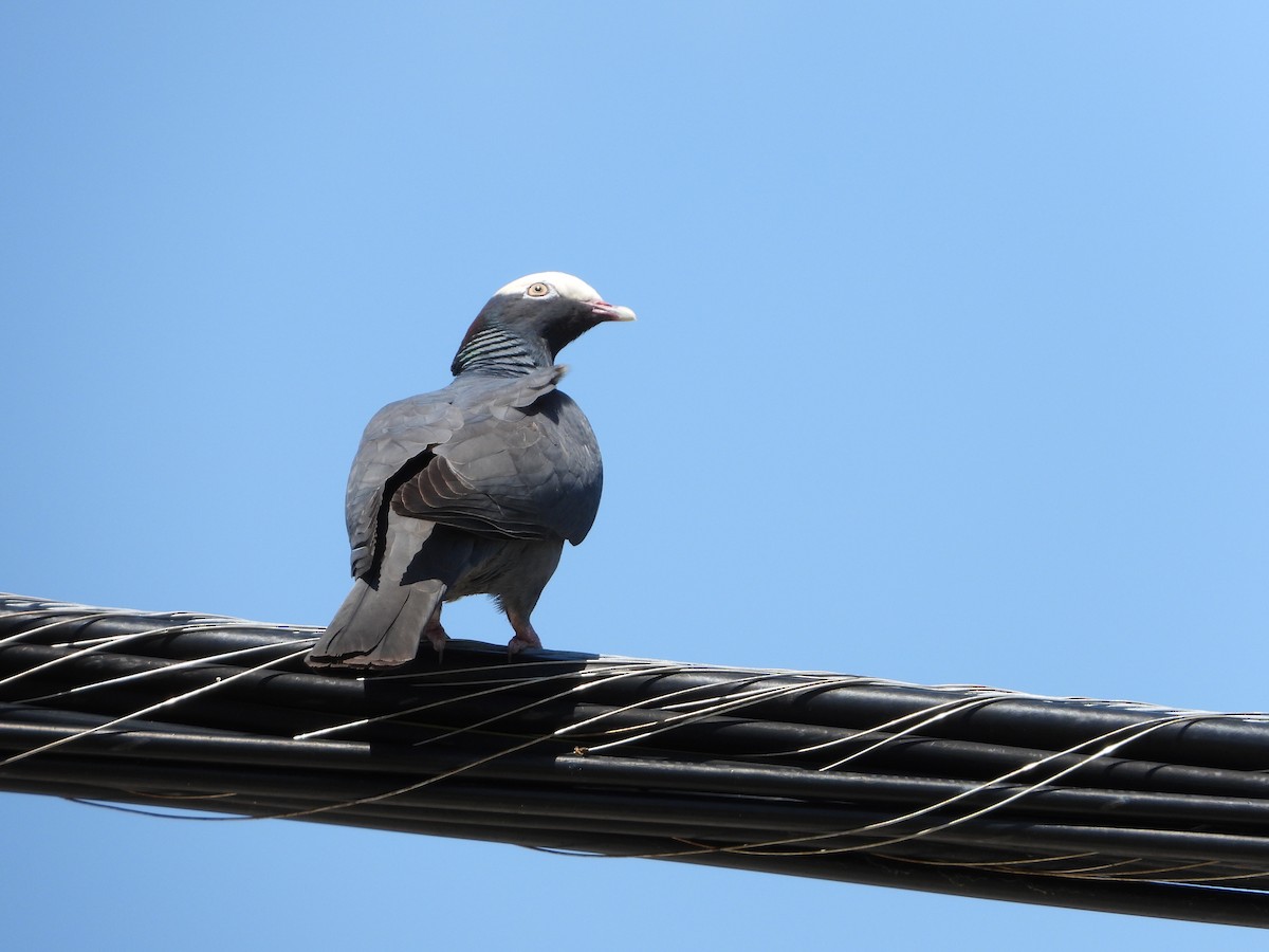 Pigeon à couronne blanche - ML619820574