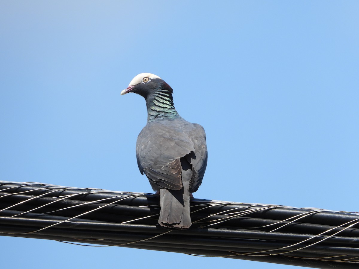Pigeon à couronne blanche - ML619820575
