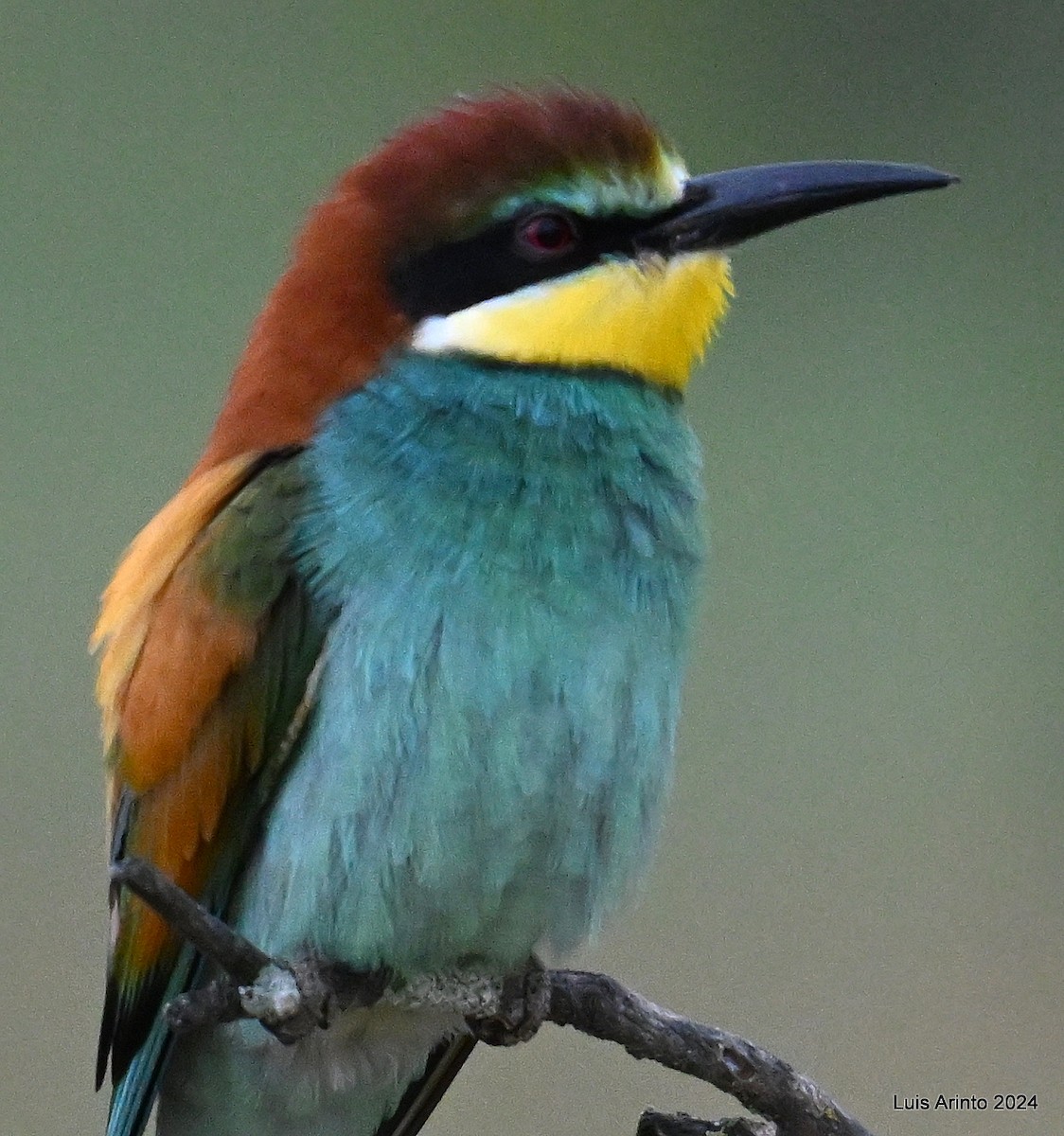 European Bee-eater - ML619820585