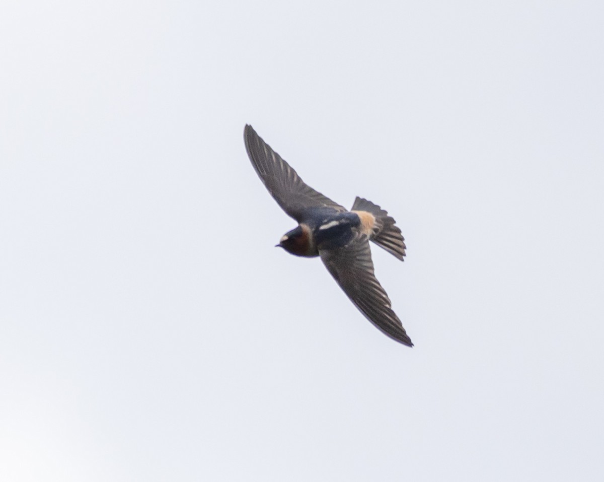 Cliff Swallow - ML619820593