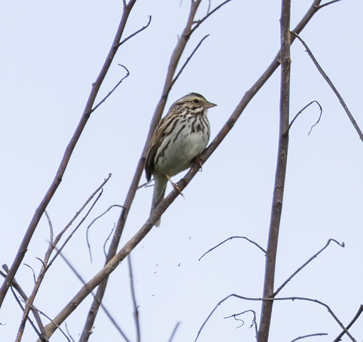 Savannah Sparrow - ML619820604