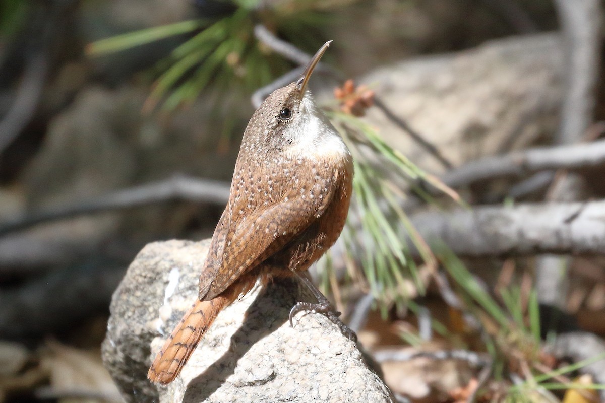 Canyon Wren - ML619820605