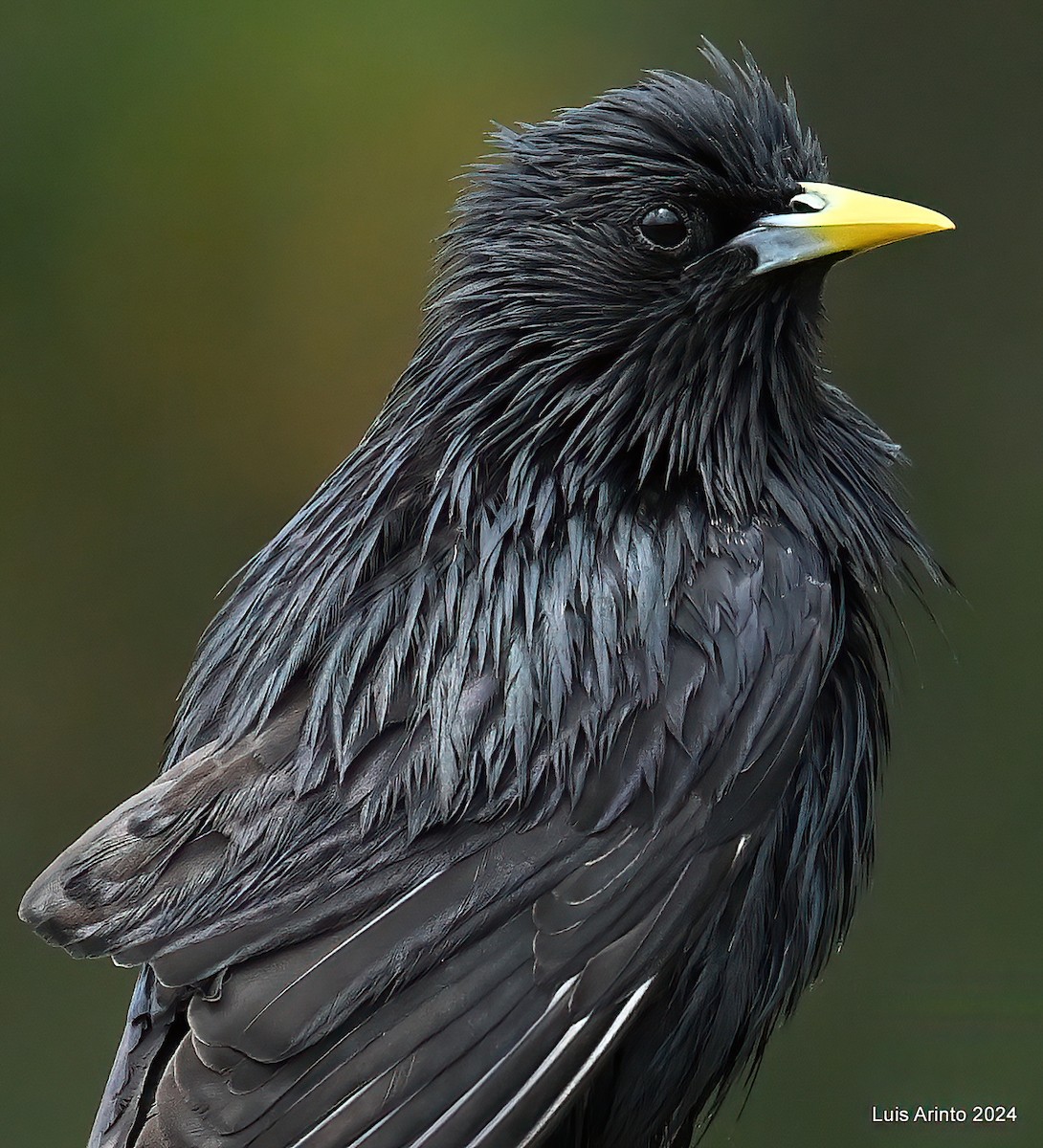 Spotless Starling - ML619820607