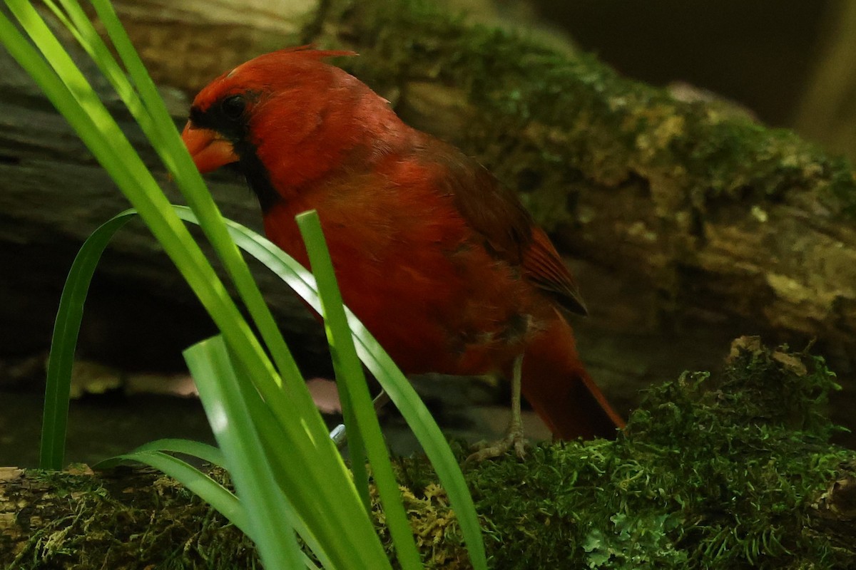 Cardinal rouge - ML619820612