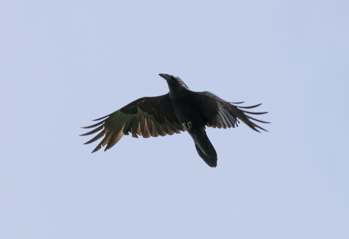 Common Raven - ML619820613