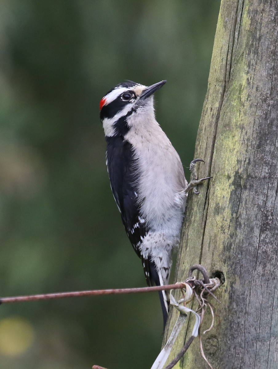 Downy Woodpecker (Pacific) - ML619820624