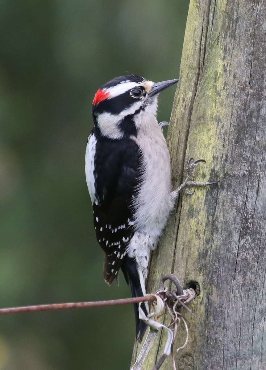 Downy Woodpecker (Pacific) - ML619820629