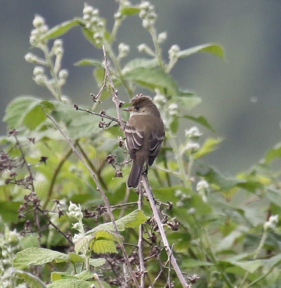 Willow Flycatcher - Bradley Waggoner