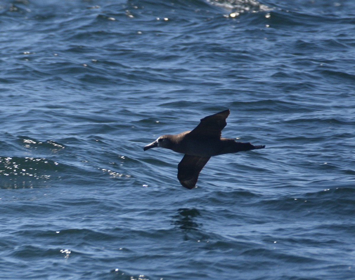 albatros černonohý - ML619820637