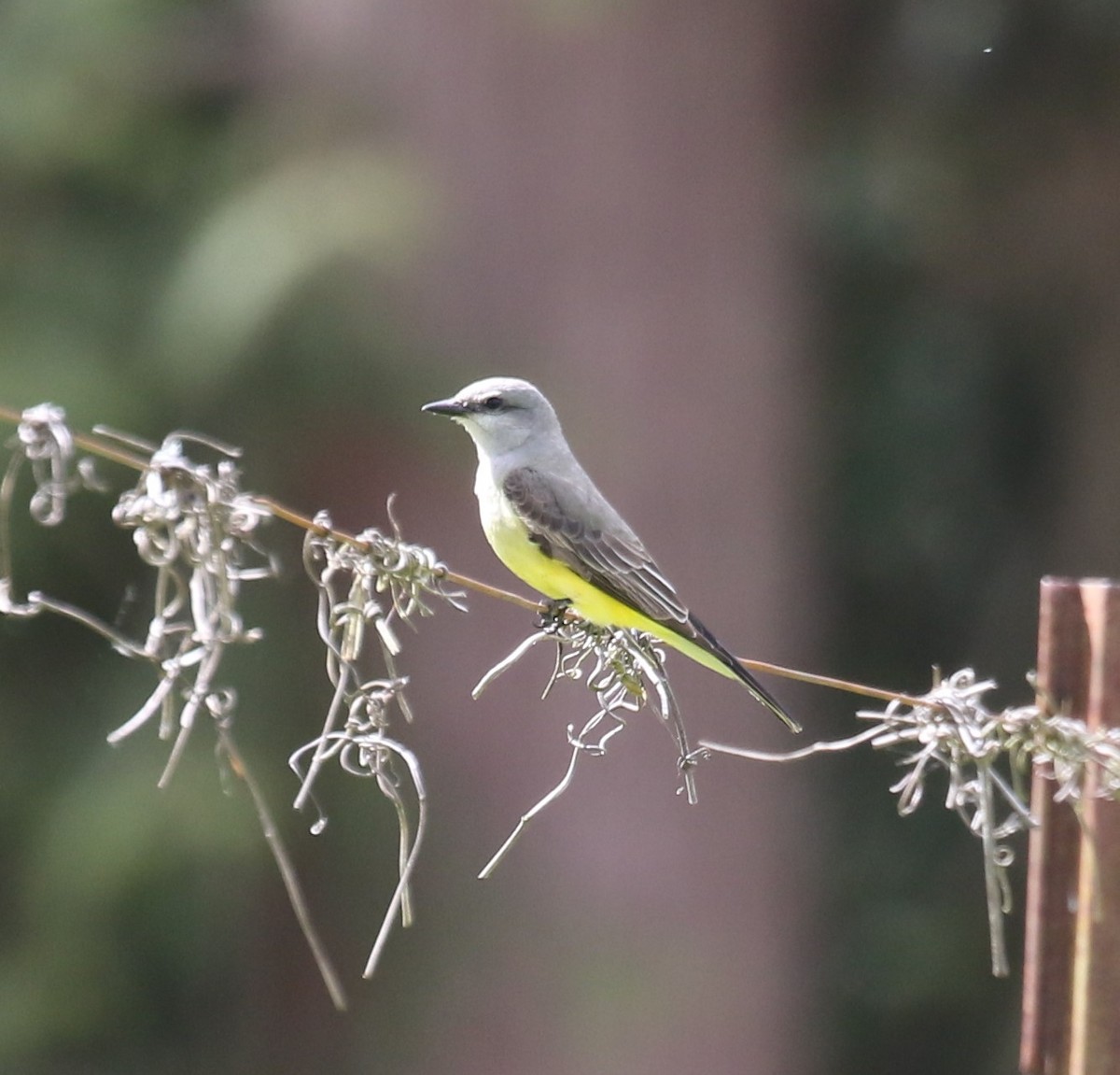 Western Kingbird - ML619820643