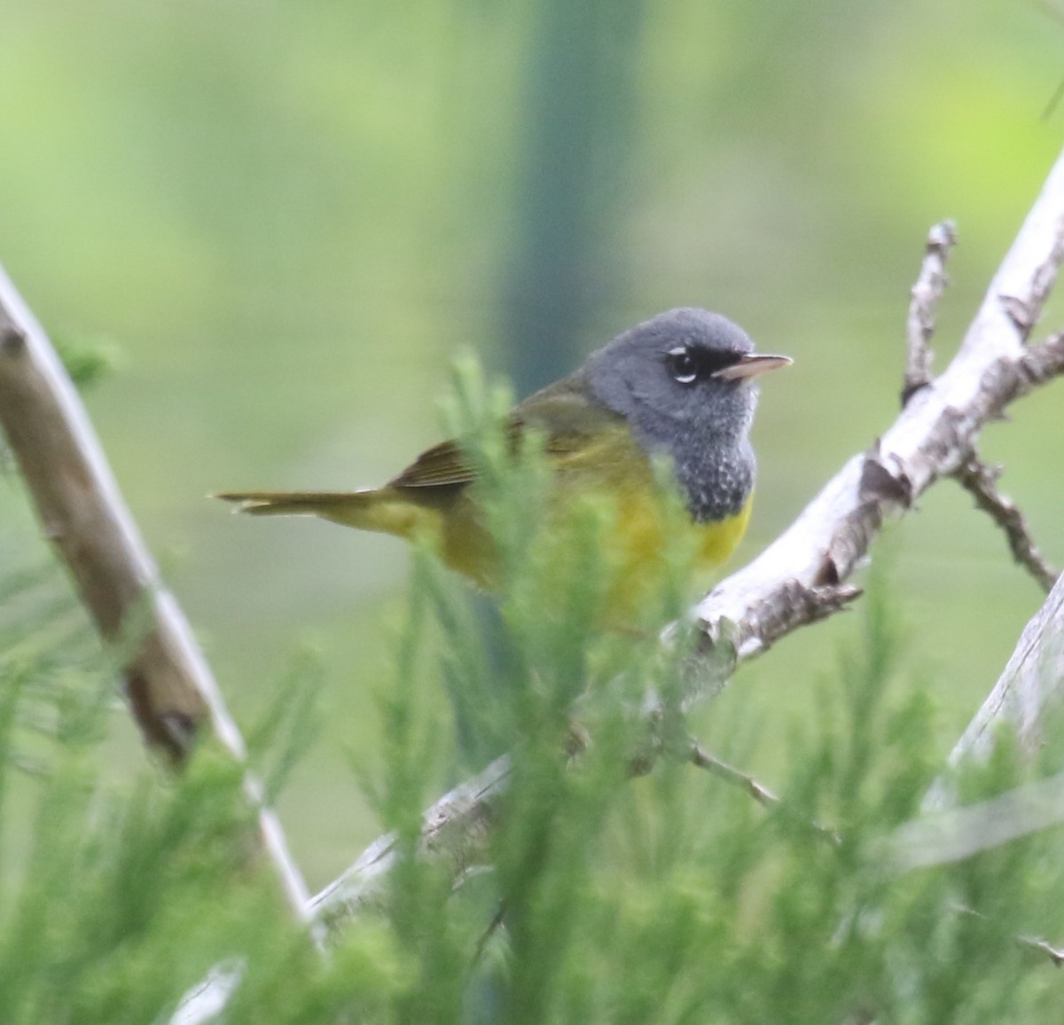 MacGillivray's Warbler - ML619820653