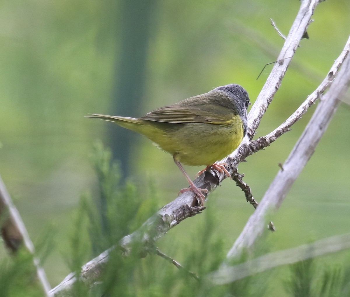 MacGillivray's Warbler - ML619820660