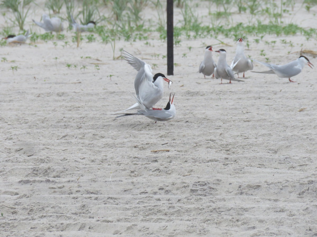 Common Tern - ML619820666