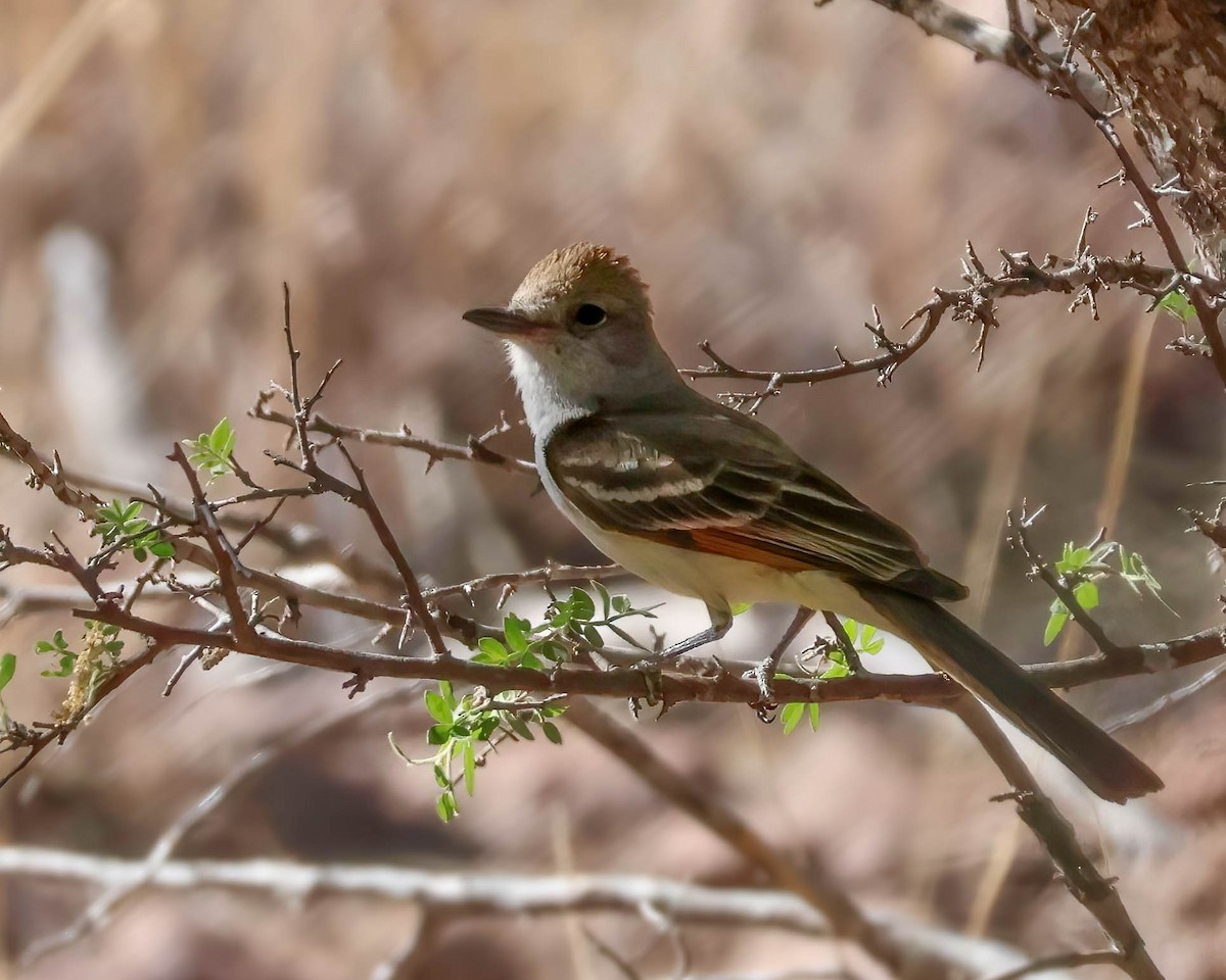 Ash-throated Flycatcher - ML619820668