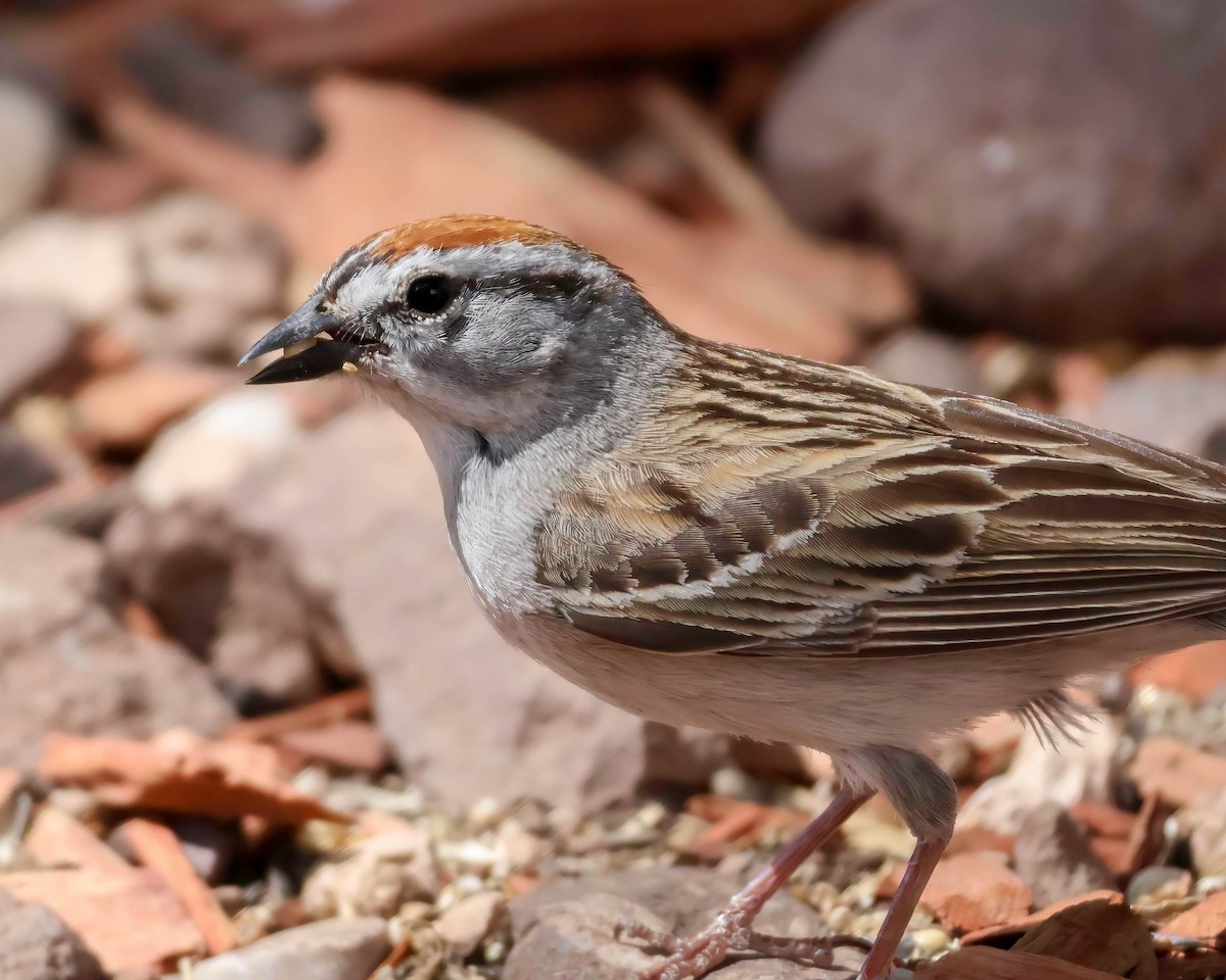 Chipping Sparrow - ML619820680