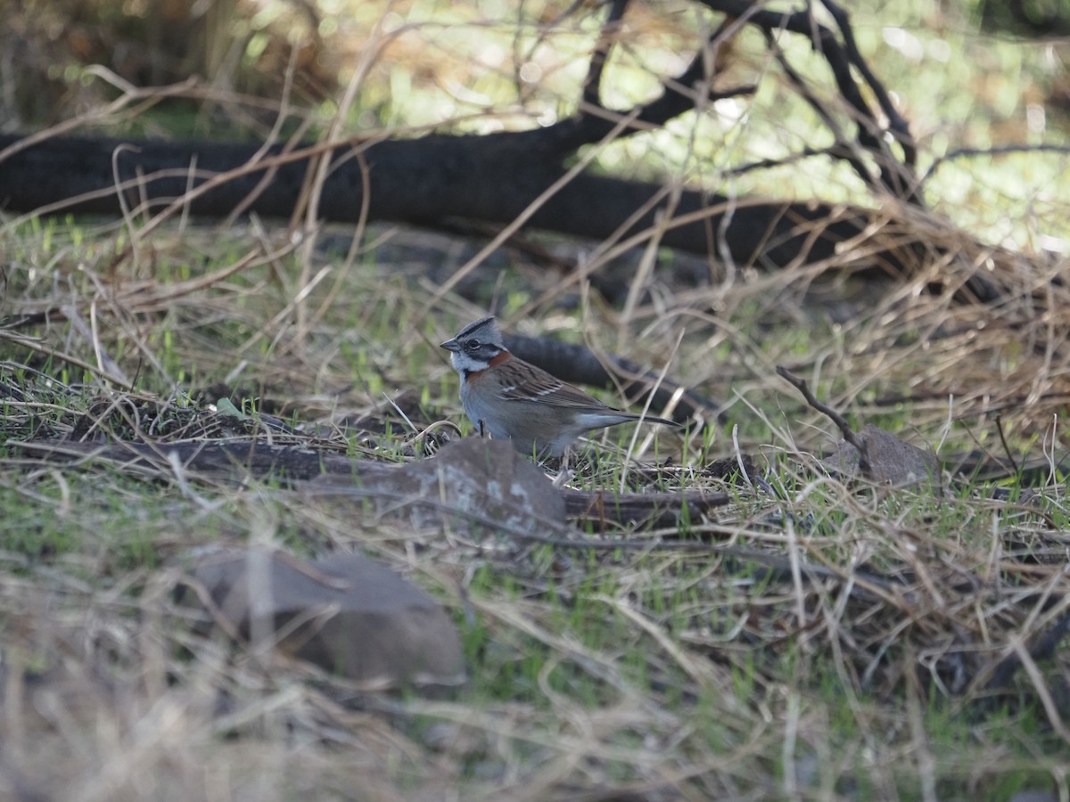 Rufous-collared Sparrow - ML619820684