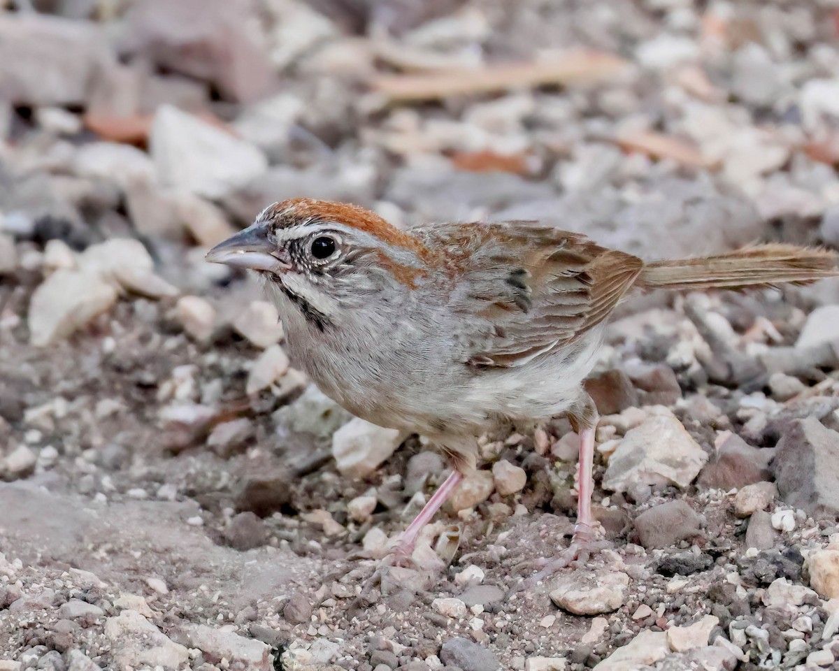 Rufous-crowned Sparrow - ML619820686