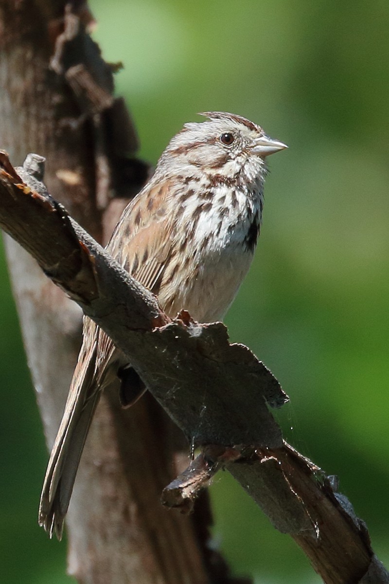 Song Sparrow - ML619820687