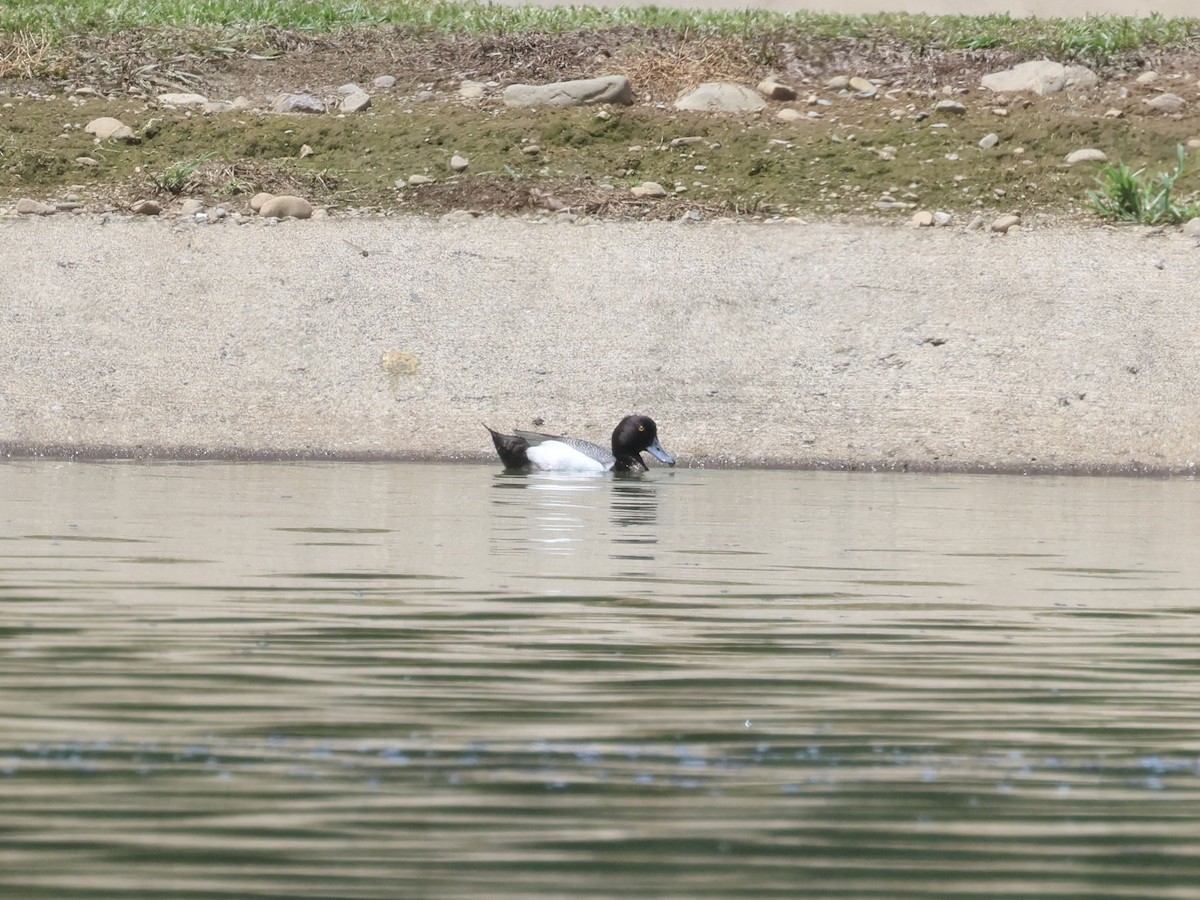 Lesser Scaup - Amy Bishop & Doug Booher
