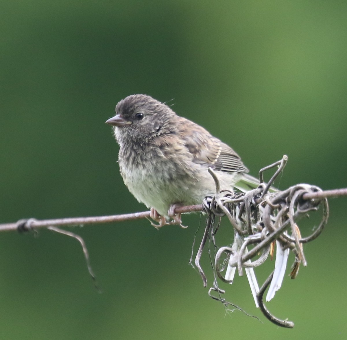 Dark-eyed Junco (Oregon) - Bradley Waggoner