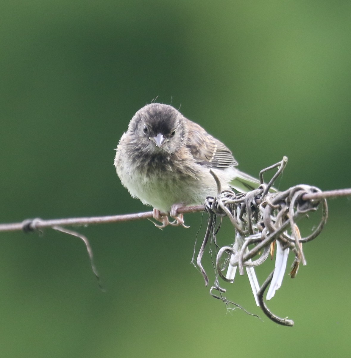 Junco Ojioscuro (grupo oreganus) - ML619820704