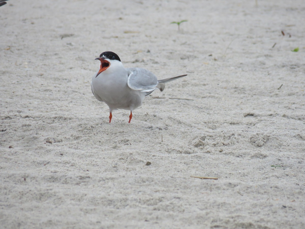 Common Tern - ML619820705