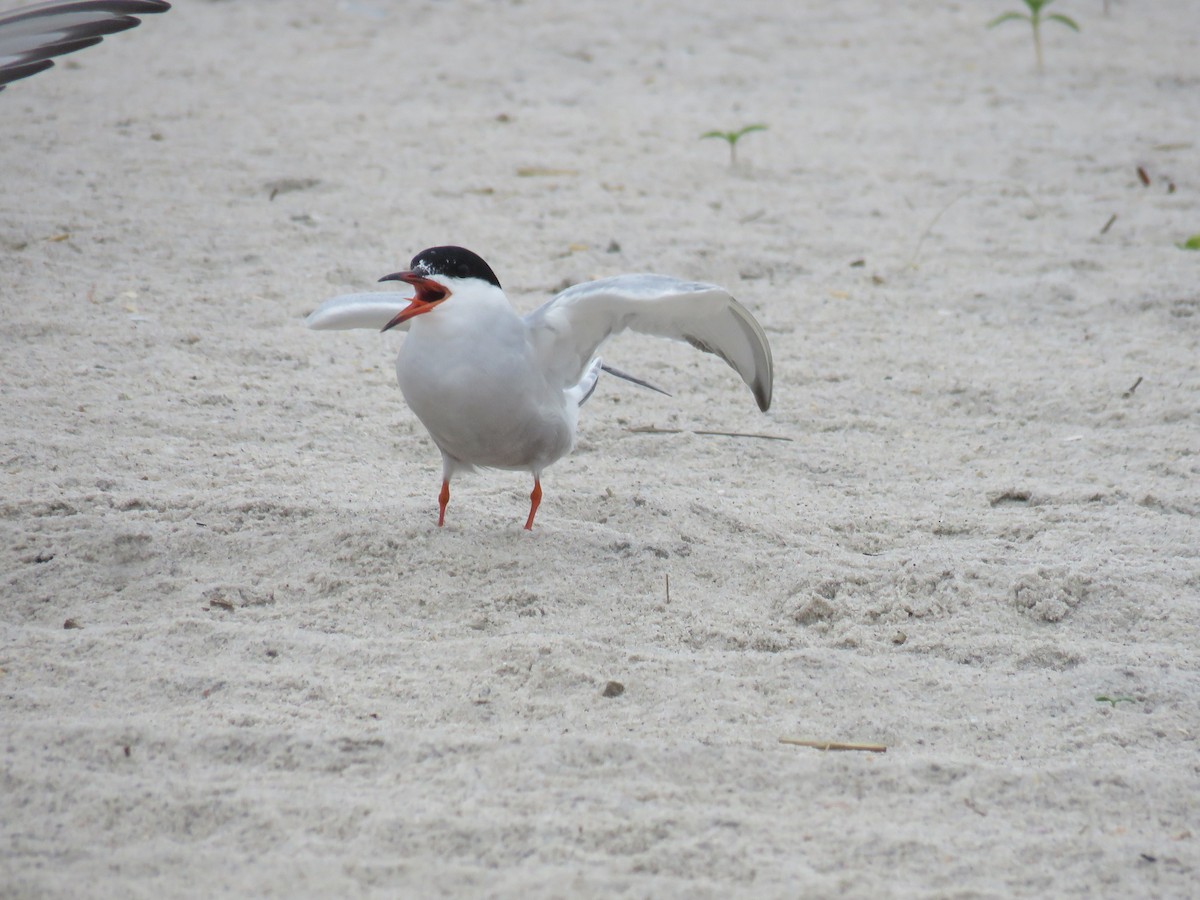 Common Tern - ML619820706