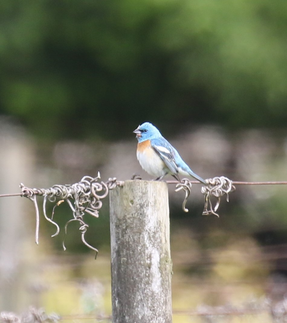 Lazuli Bunting - ML619820711