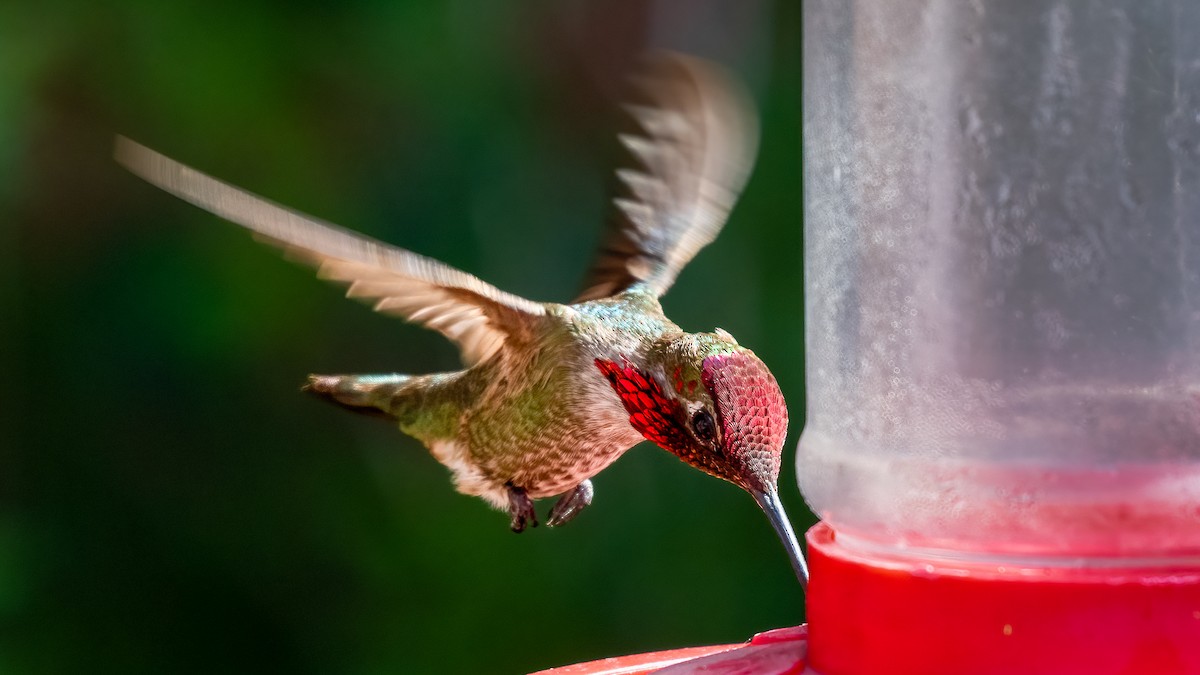 Anna's Hummingbird - ML619820713