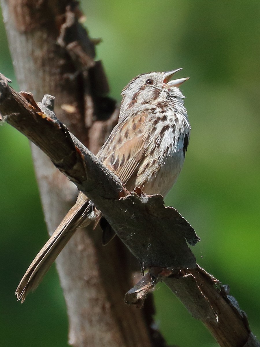 Song Sparrow - ML619820715