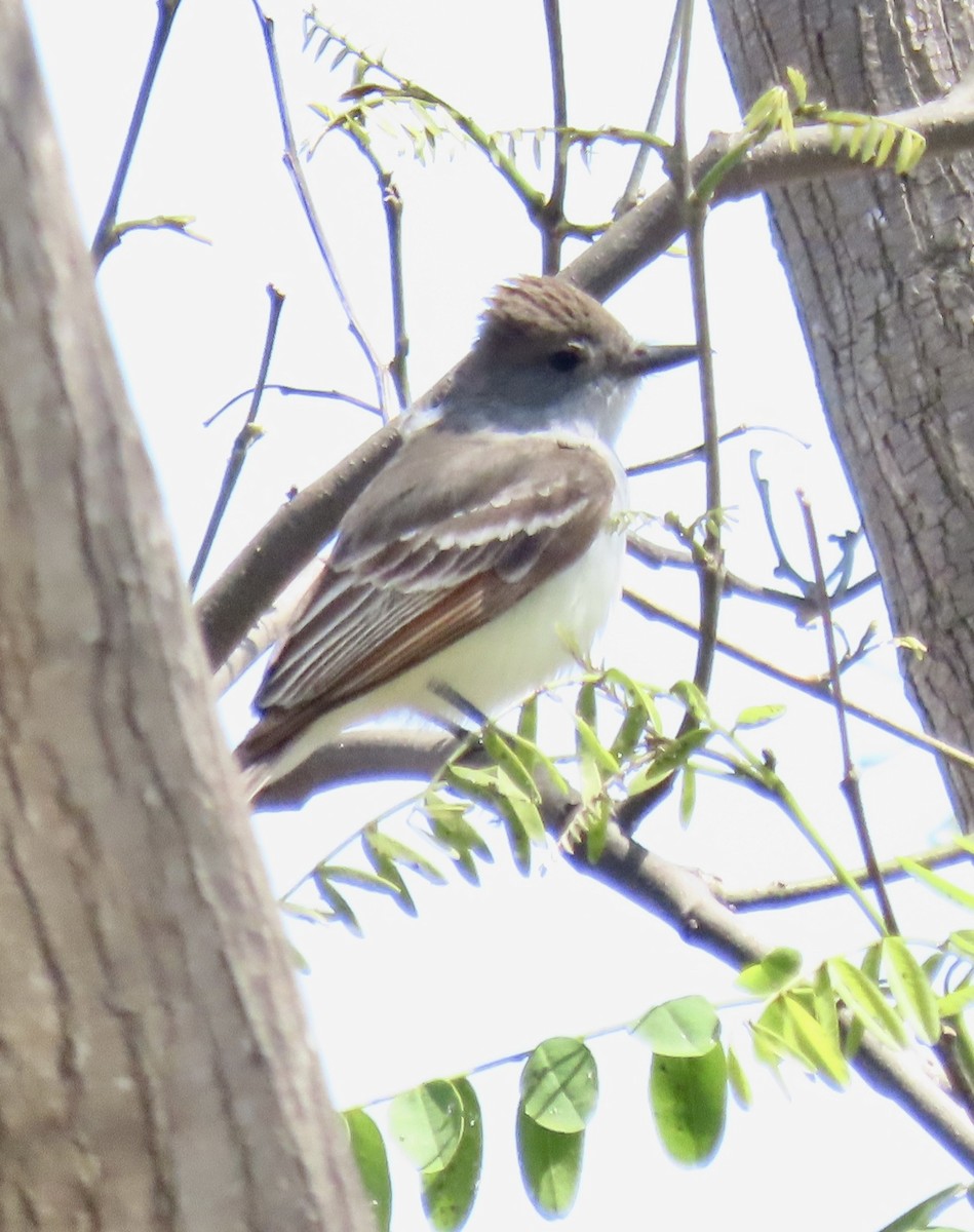 Ash-throated Flycatcher - ML619820722