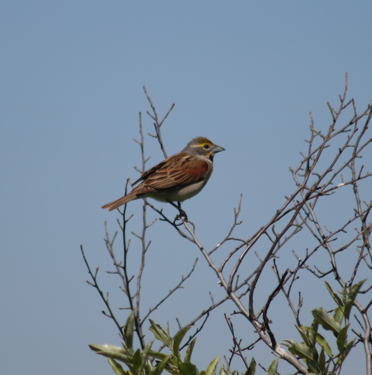 Dickcissel d'Amérique - ML619820736