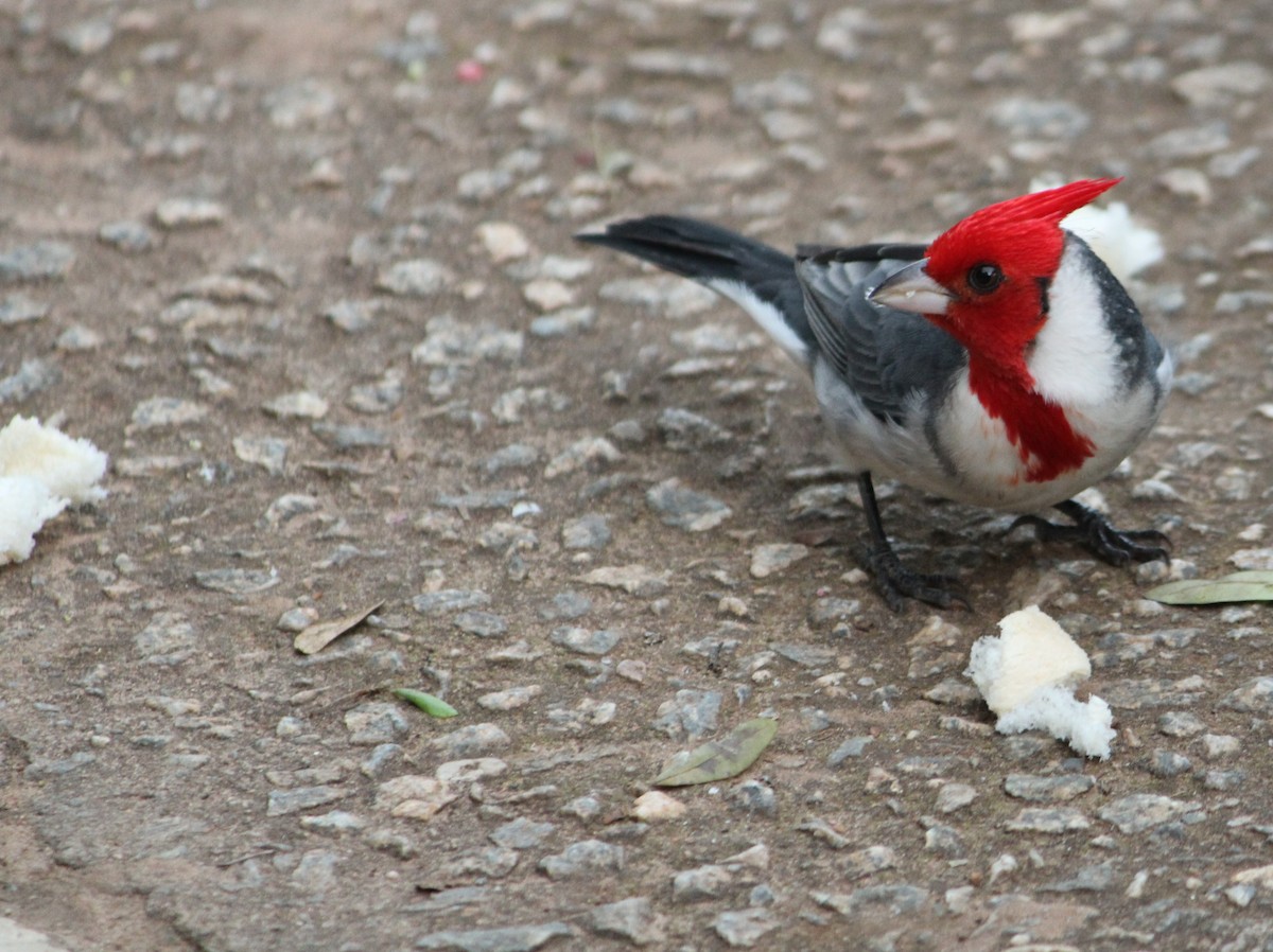Red-crested Cardinal - ML619820737