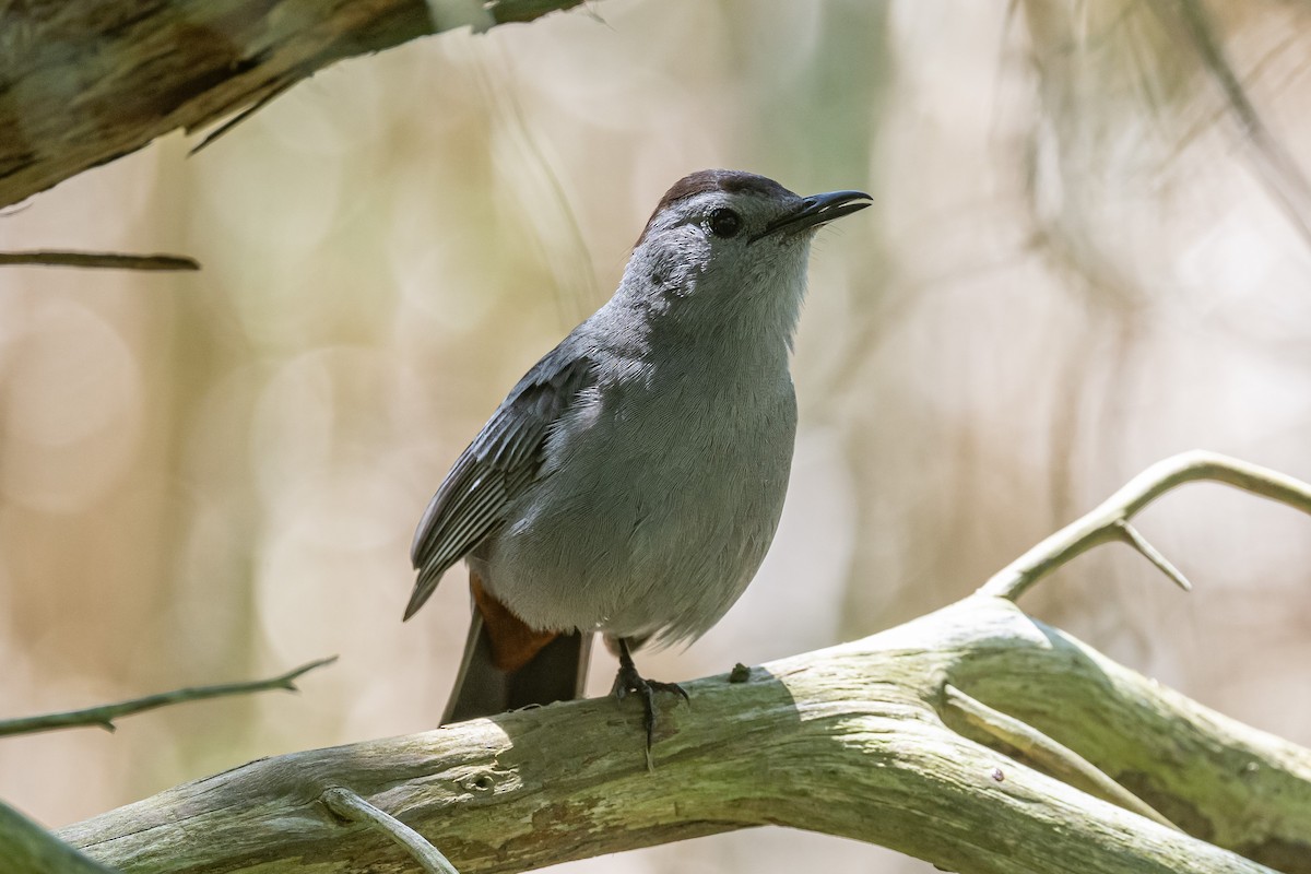 Gray Catbird - ML619820740