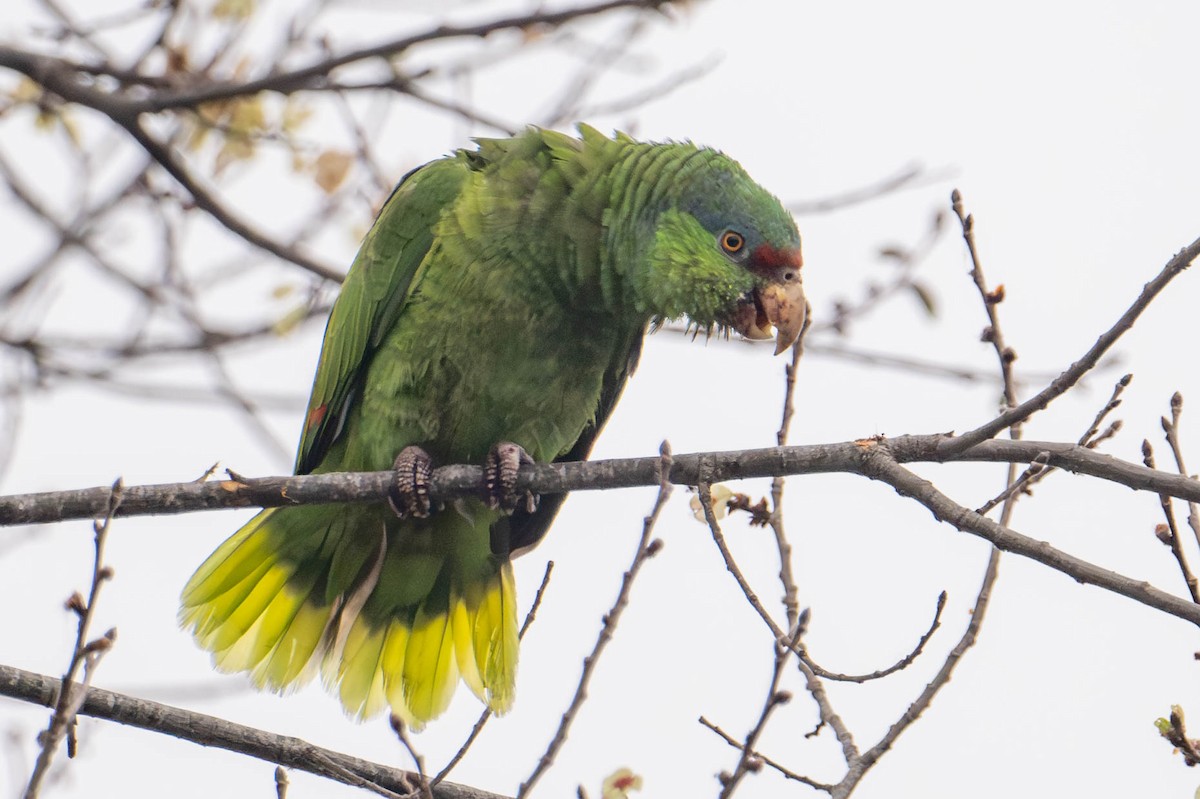 Lilac-crowned Parrot - ML619820763