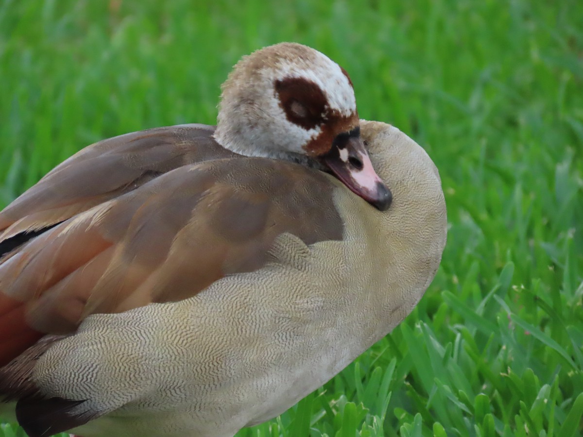 Egyptian Goose - ML619820774