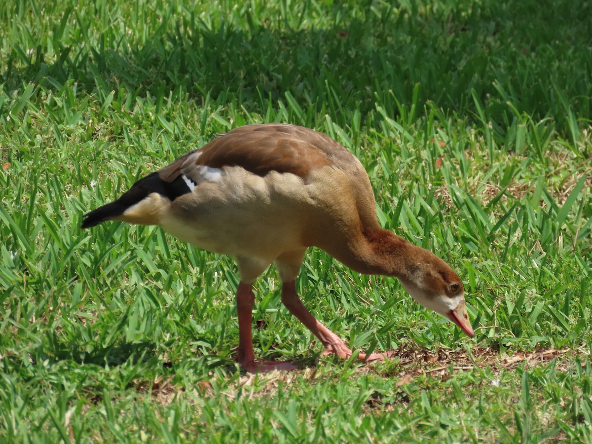 Egyptian Goose - ML619820776