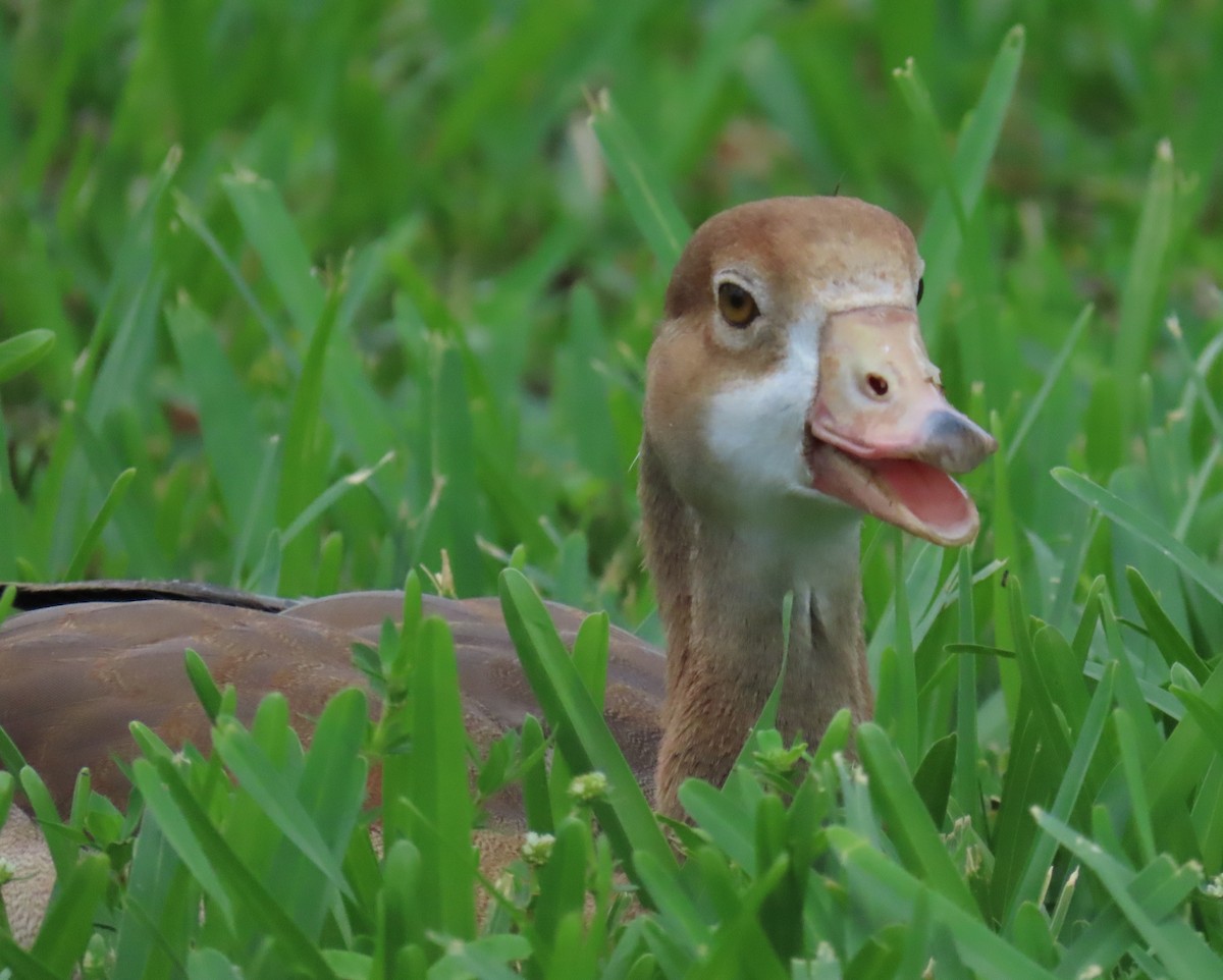 Egyptian Goose - ML619820779