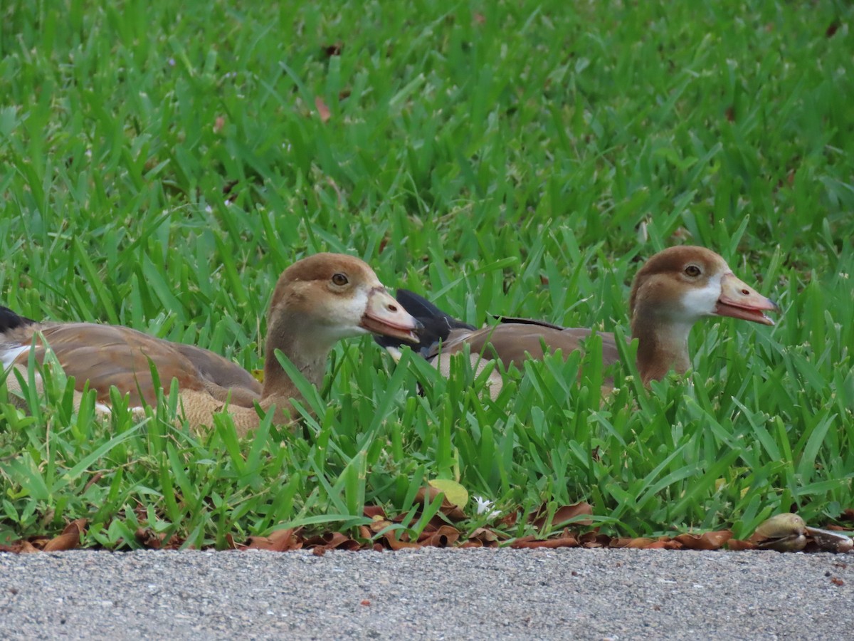 Egyptian Goose - ML619820780