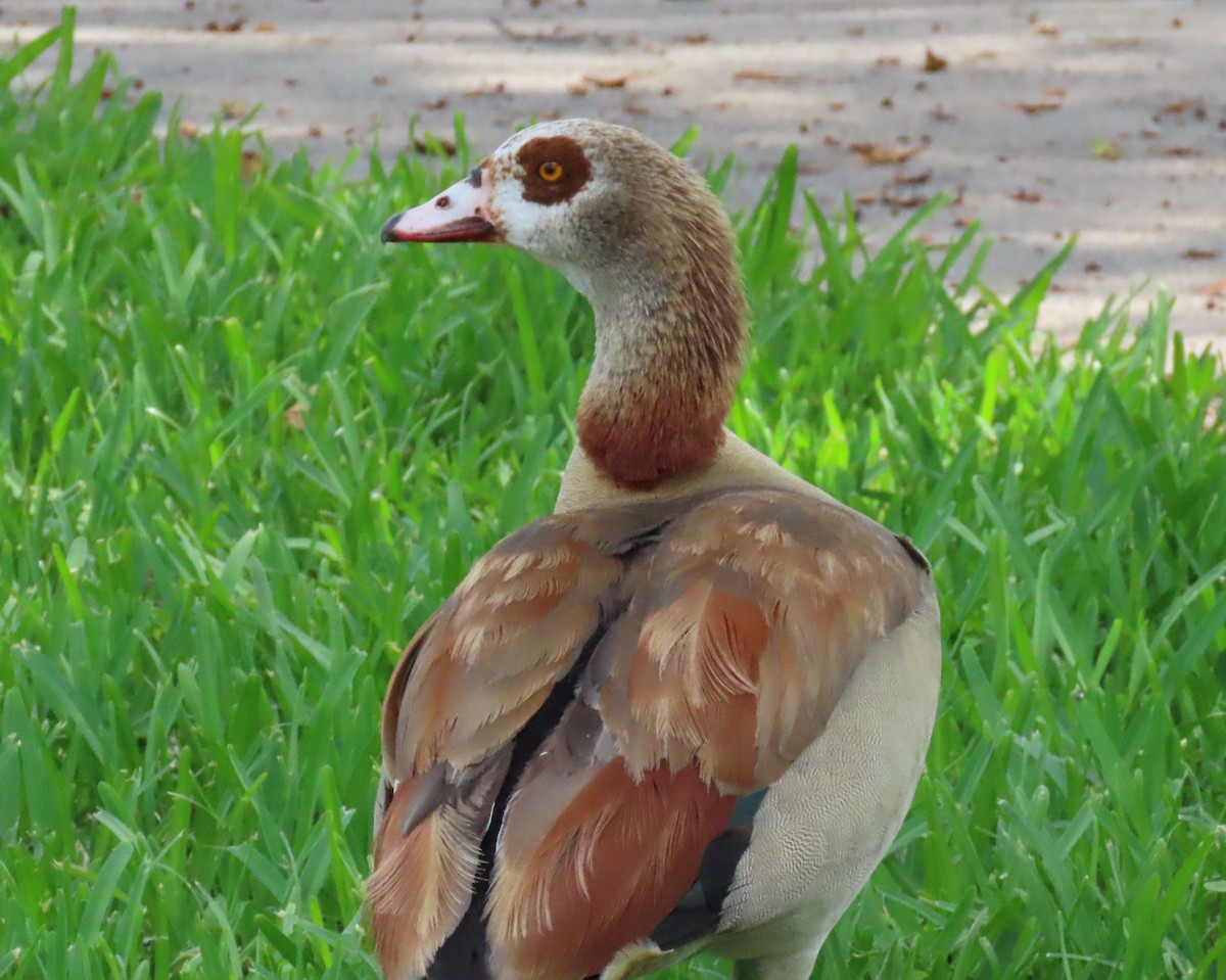 Egyptian Goose - ML619820781