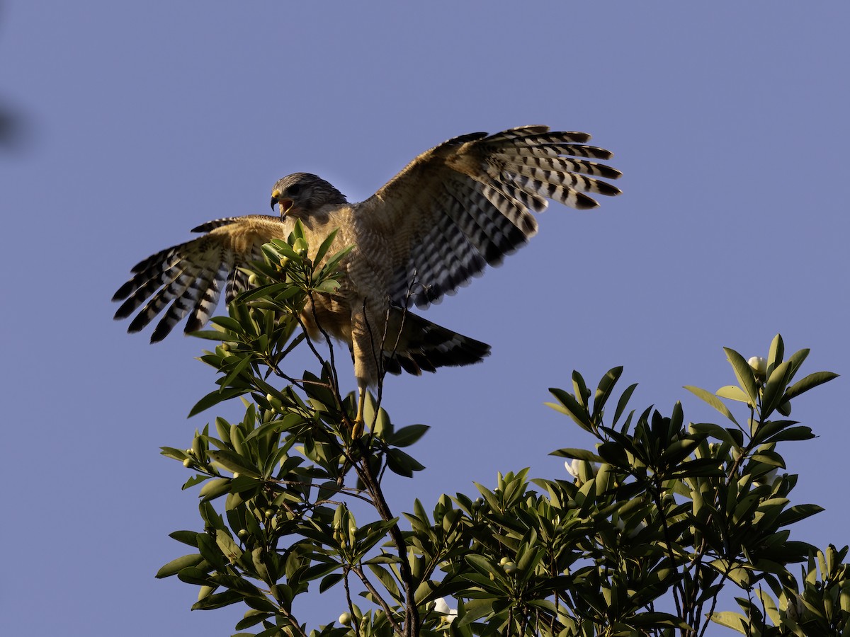 Red-shouldered Hawk - ML619820783