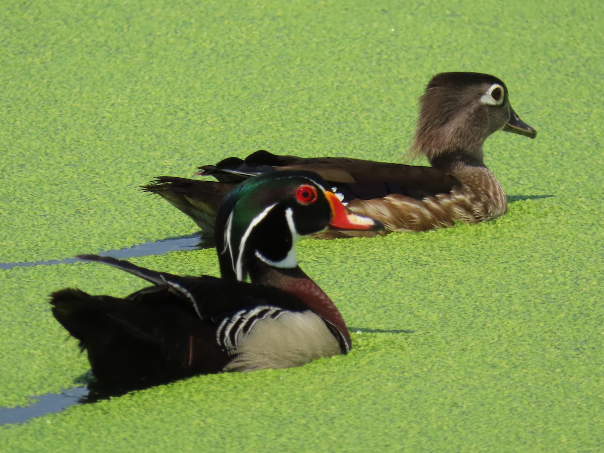 Wood Duck - ML619820790